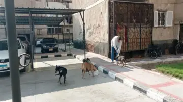 كيفية تقديم بلاغات الكلاب الضالة؟.. خطوات بسيطة لحماية نفسك وأولادك